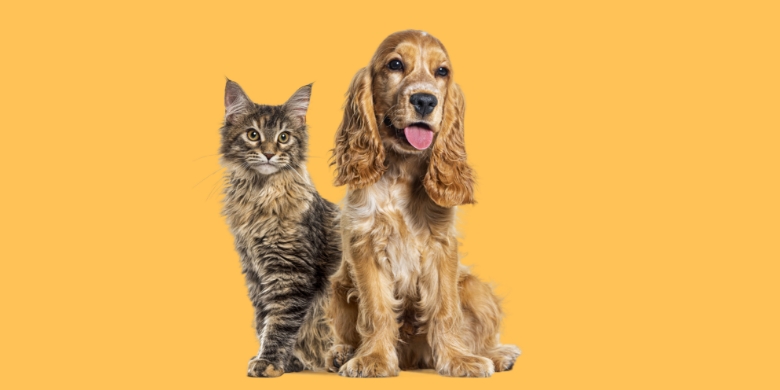T4Pet-News-Aggiornamento-Dal-Mondo-Pet Mondo Pet